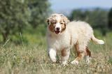 BERGER AUSTRALIEN PUPPIES 268